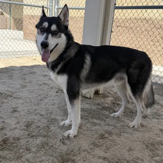 SITKA