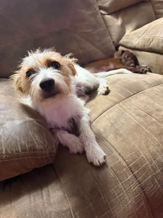 Rocco- scruffy cuteness