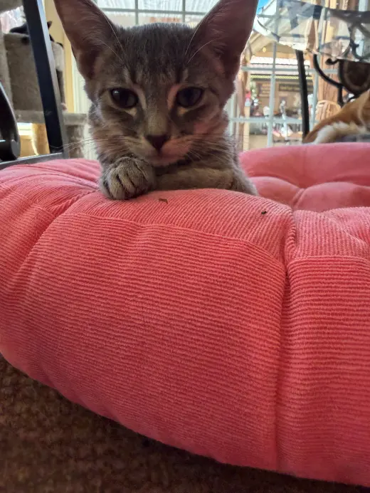 Ollie