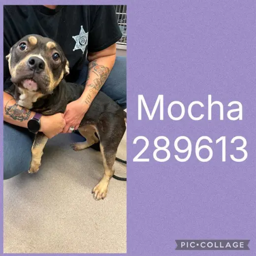MOCHA