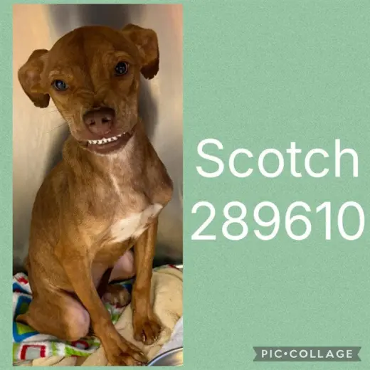 SCOTCH