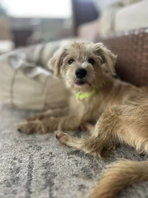 Junior Schnauzer