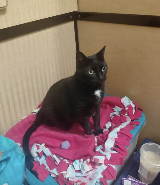 Millie (Front declaw)