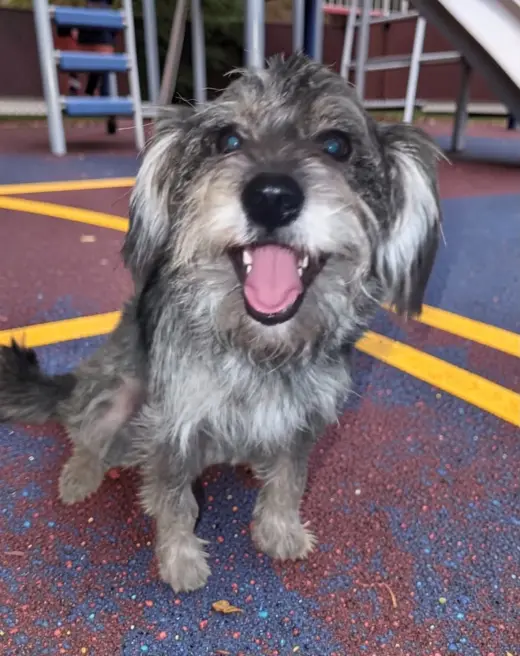 Otis