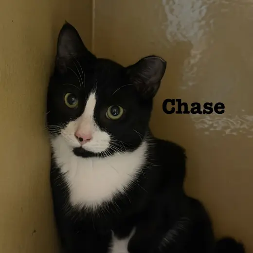 Chase