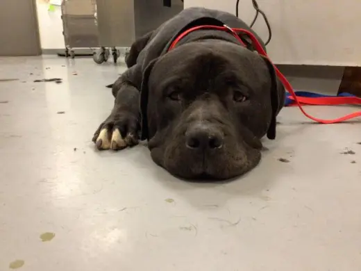 BRUTUS