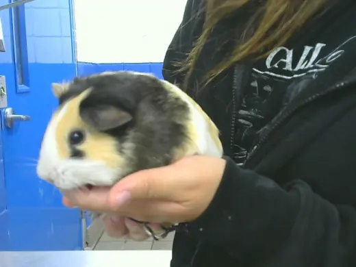 PIGGLET