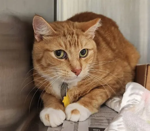 MITTENS