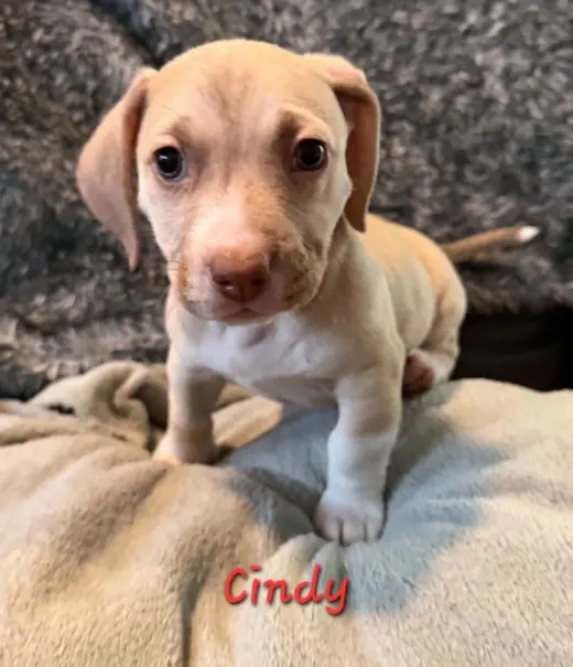 Cindy