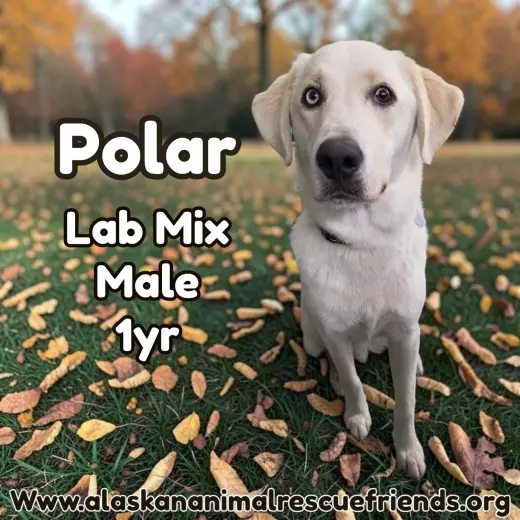 Polar