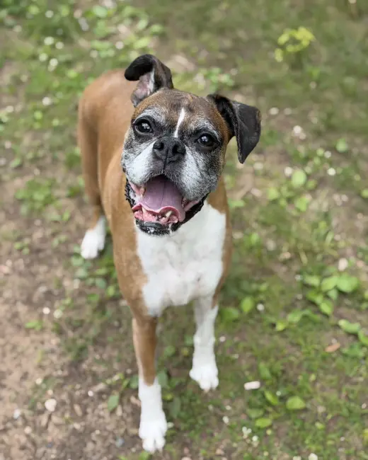Reggie *Needs Foster*