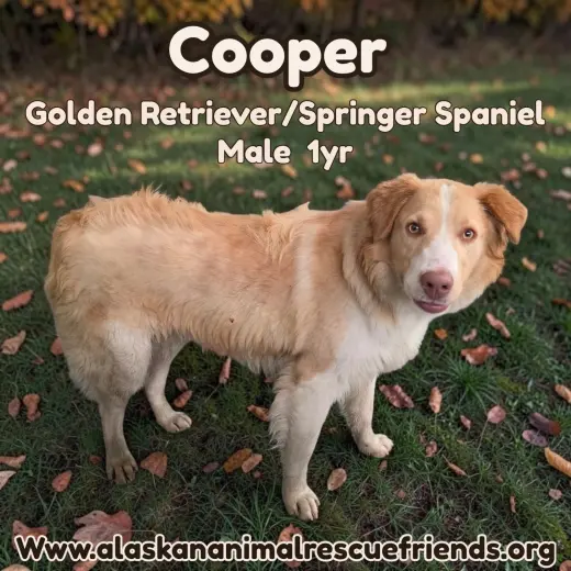 Cooper