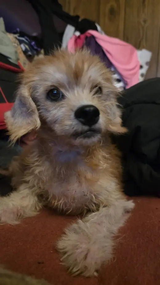 Dusty- sweetest senior