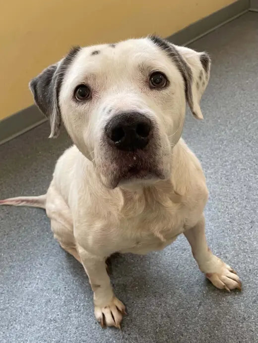 Stihl
