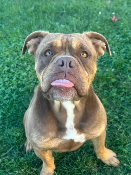Buddy