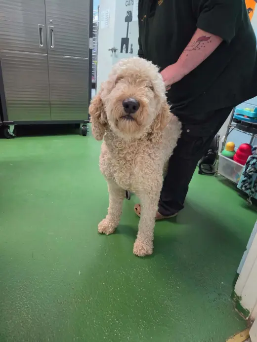 Teddy - At shelter