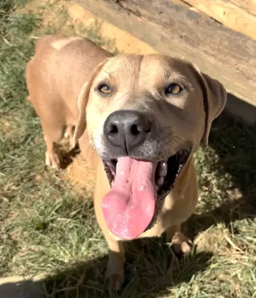 261479  Harley