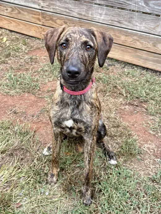 Bindi