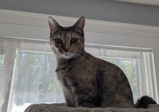 Miss Violet