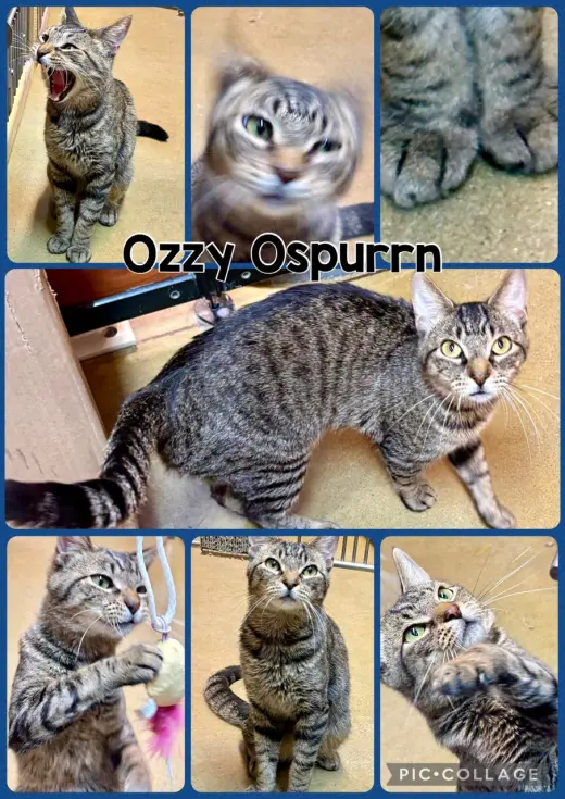 OZZY OSPURRN