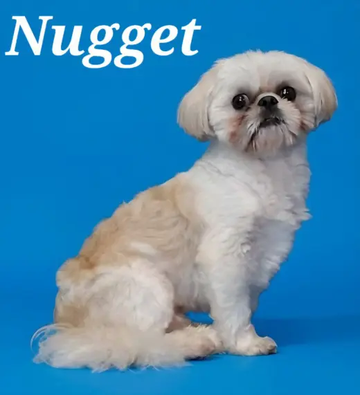Nugget