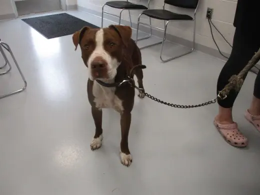 CANELO