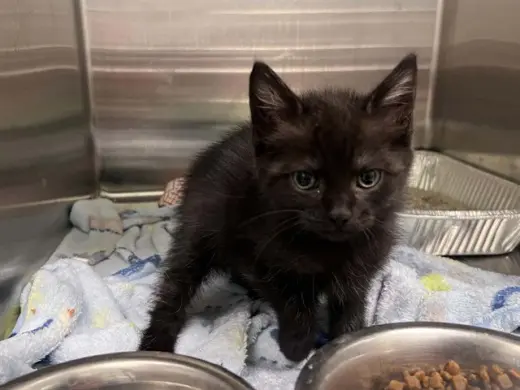 SALEM