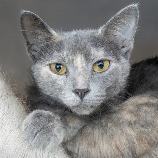PERLA