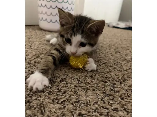 NERMAL