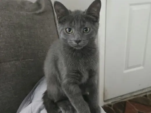 LAVERNE