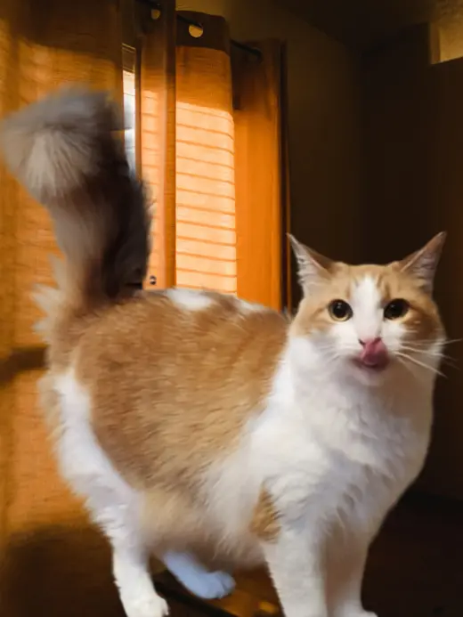 Buttercup