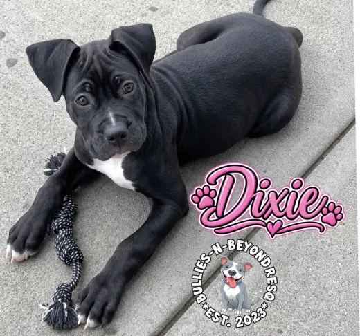 Dixie