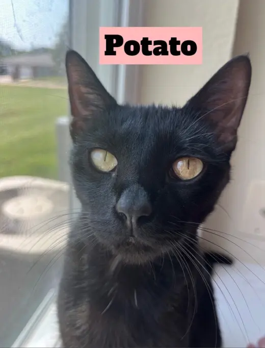 Potato