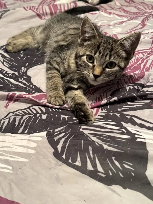 Java