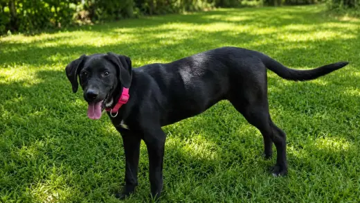 Little Girl- black beauty