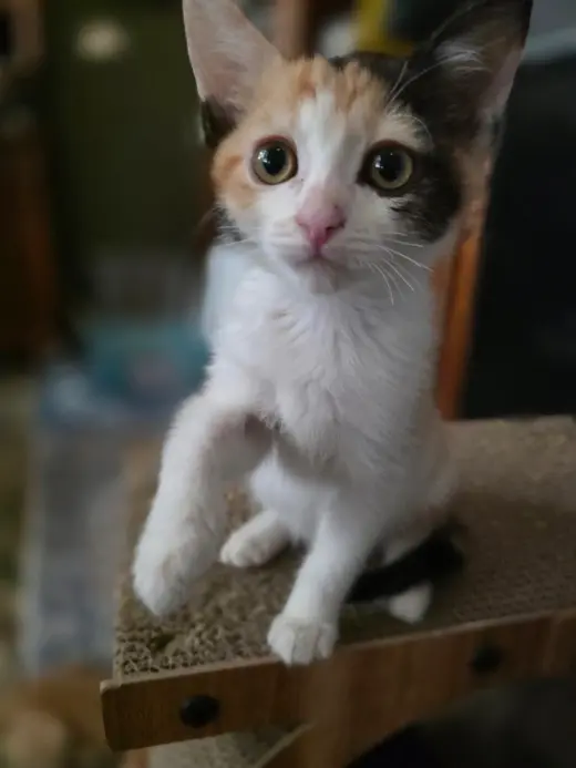 Emmylou
