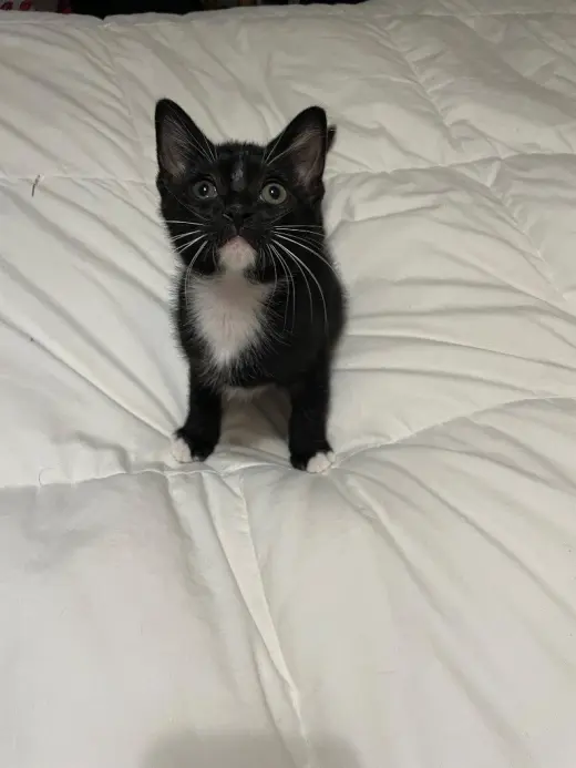 Mr. Gatsby