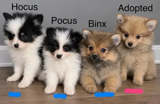 Hocus