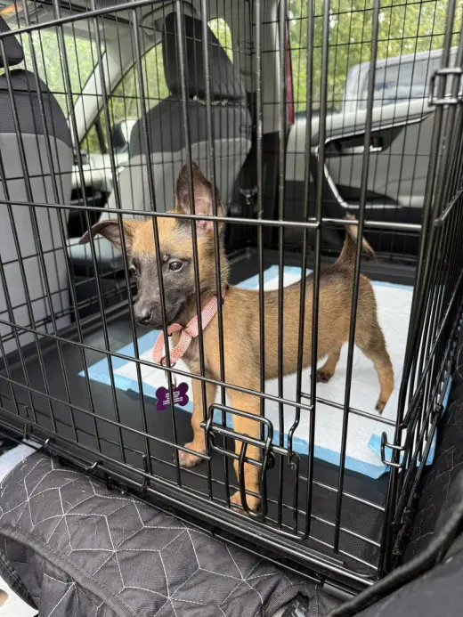 Disney Dogs - Perdita - Located in FL