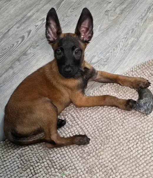 Disney Dogs - Dodger - Located in FL