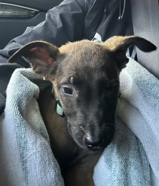 Disney Dogs - Dante - Located in FL