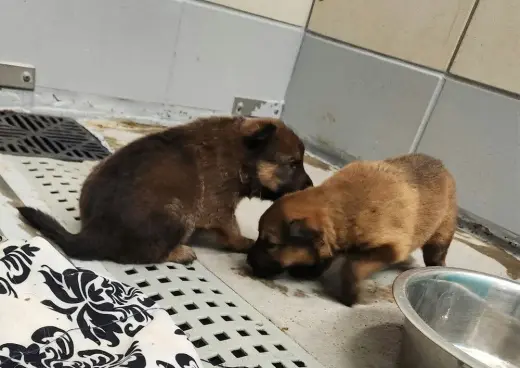 Pumpkins Litter Roman - Located in SC