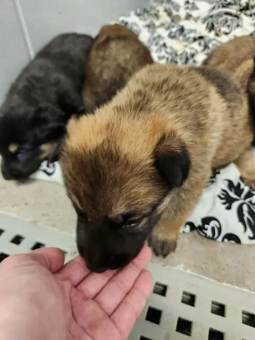 Pumpkins Litter Amber  - Located in SC