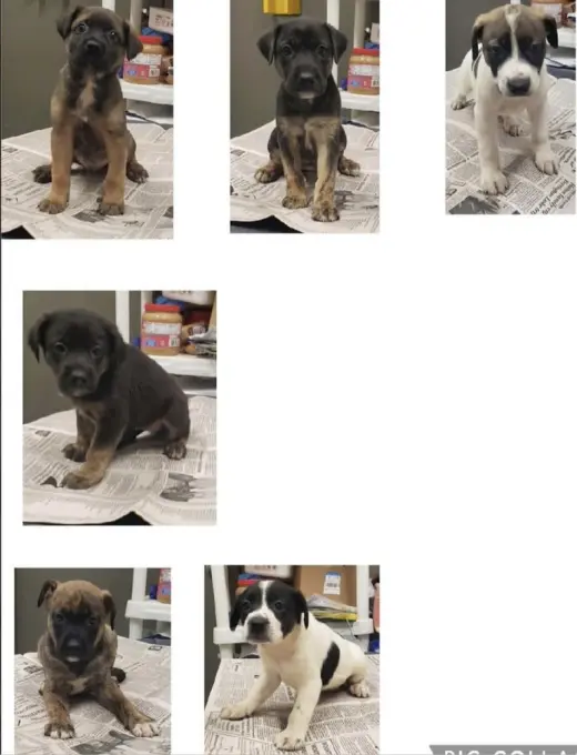 Mixed breed litter