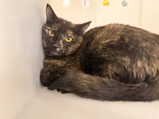 CICI