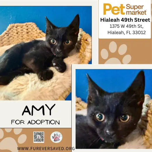 Amy