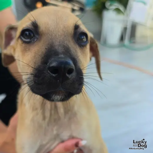 Archie