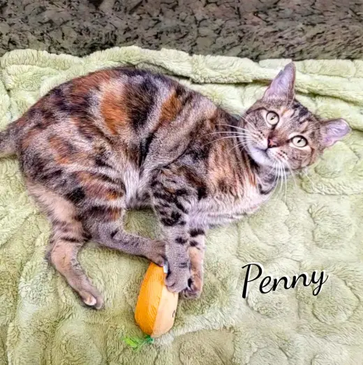 Penny #make-a-wish