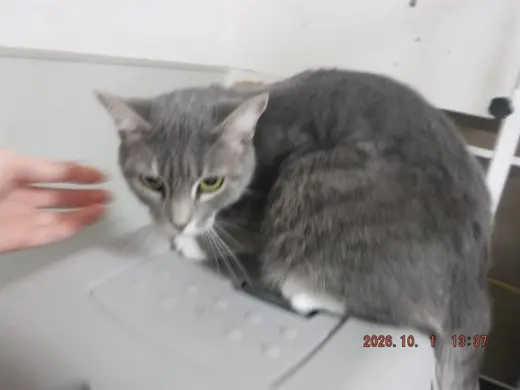 TABITHA