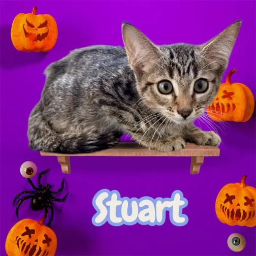 *STUART